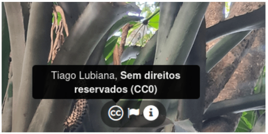 Licenças no iNaturalist: o que são e como escolher uma&nbsp;adequada?